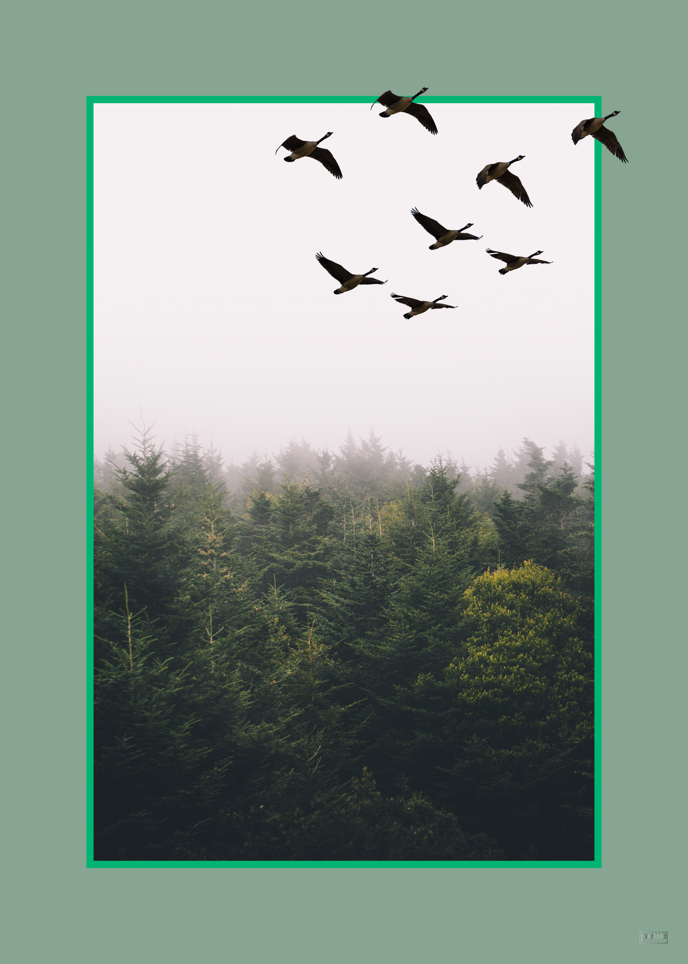 Plakat med fugle og skov