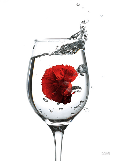 Plakat med fisk i glas