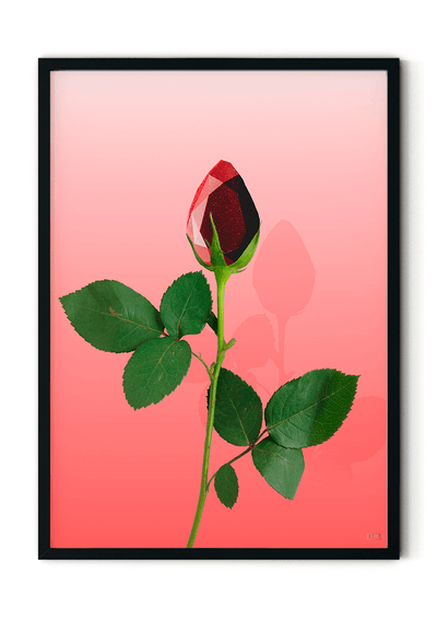 Plakat med rubin rose